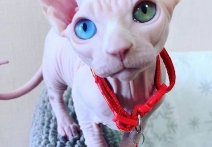 Sphynx-Kätzchen m/w