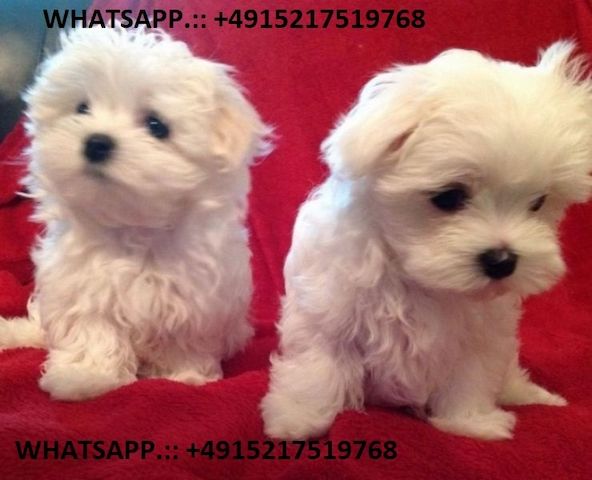 MINI Toy Malteser welpen