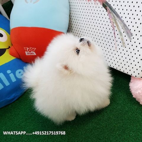 MINI.POMERANIAN ZWERGSPITZ BOO WELPEN