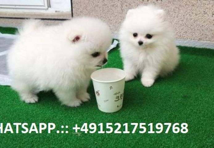 Zuckersüsse Pomeranian Welpen