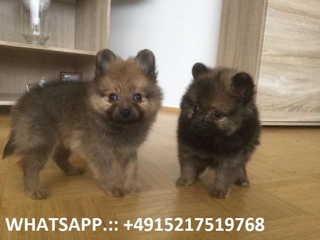 Kleine Pomeranien-Zwergspitz Babys