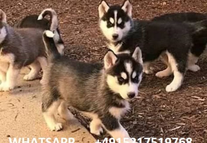 Wünderschöne Siberian Husky Welpen