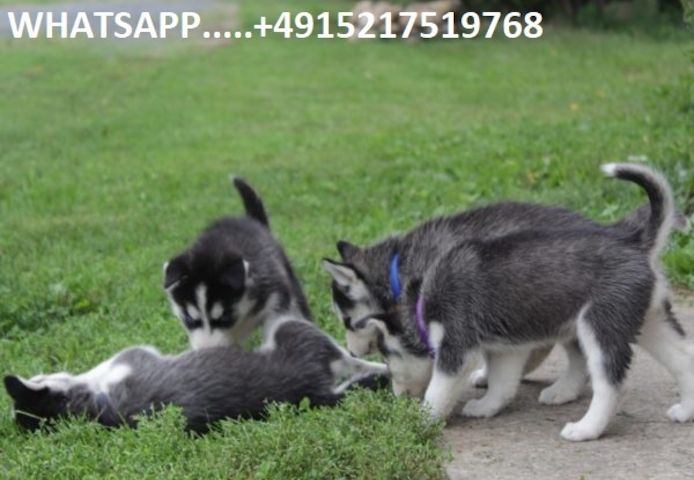 Süße Siberian Husky Welpen