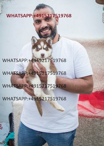 Siberian Husky Welpen zu verkaufen