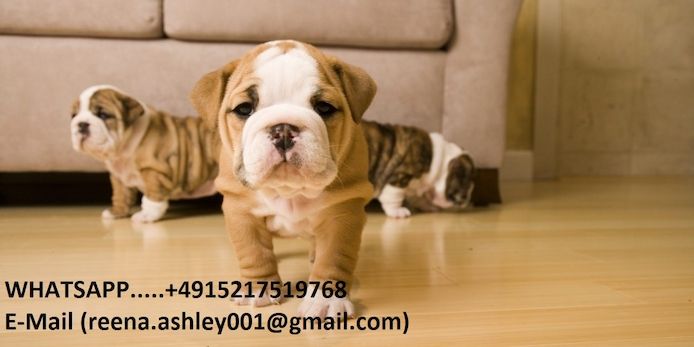 Englische Bulldoggenwelpen