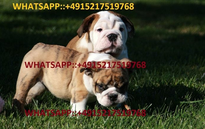Englische Bulldogge Welpen-KOSTENLOS
