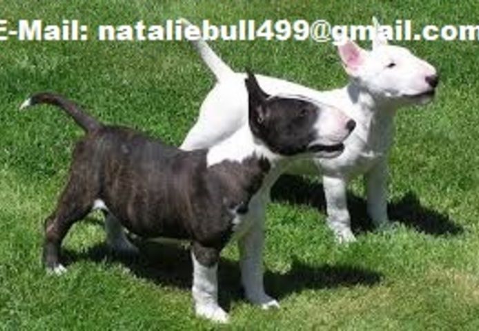Mini Bull Terrier welpen m w