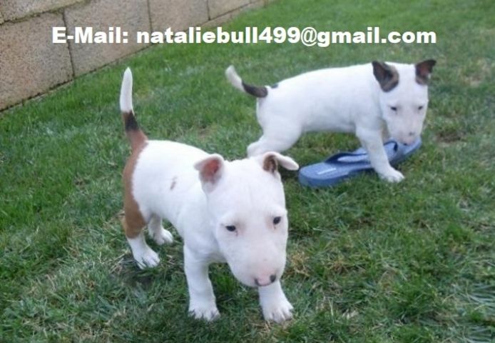 Mini-Bullterrier-Welpen m w