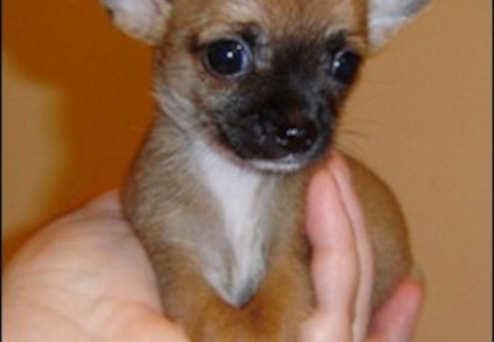 Chihuahua-Welpen (Rüde und Hündin)