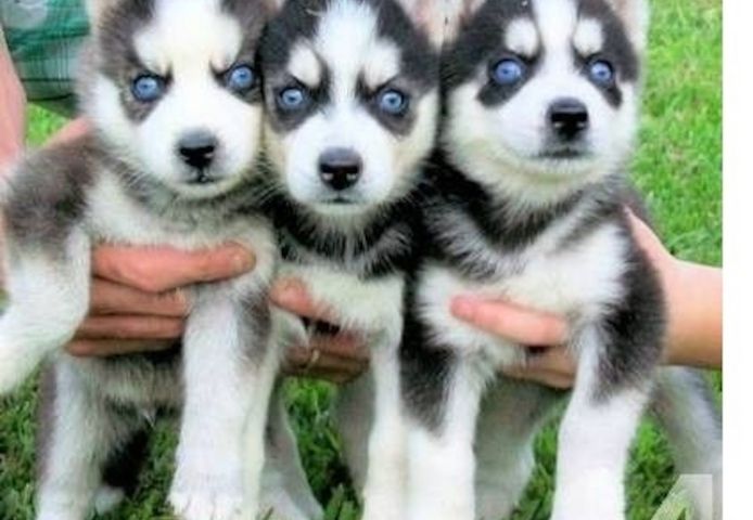 Süße Siberian Husky Welpen