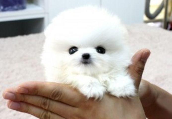 Prächtige Pomeranian-Welpen bereit