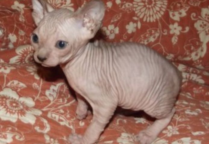 Registrierte Sphynx-Kätzchen zu verkaufen