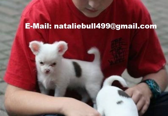 MINI chihuahua-W m