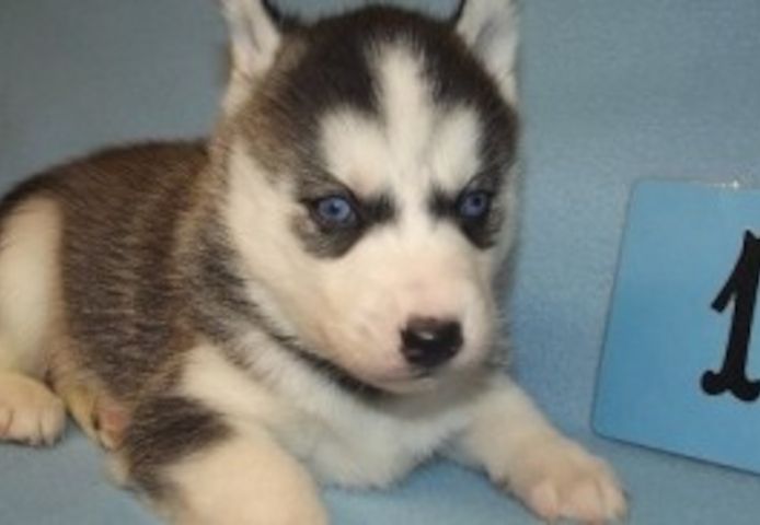 Siberian Husky Welpe abzugeben