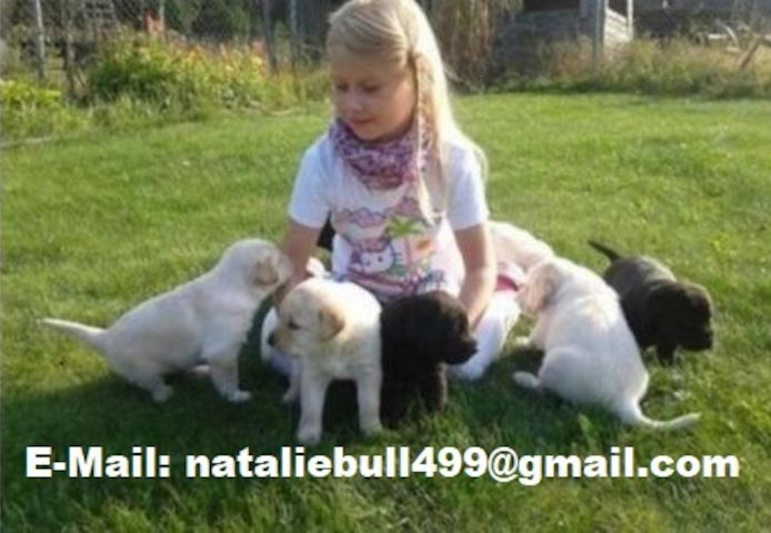 Labrador Dogge Welpen