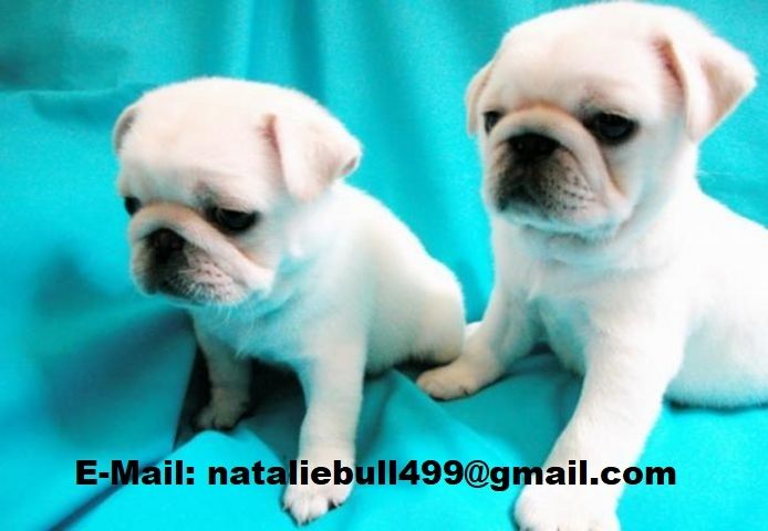 Mops welpen-W m