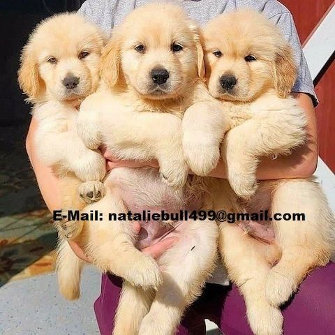 Golden Retriever Welpen zur Annahme