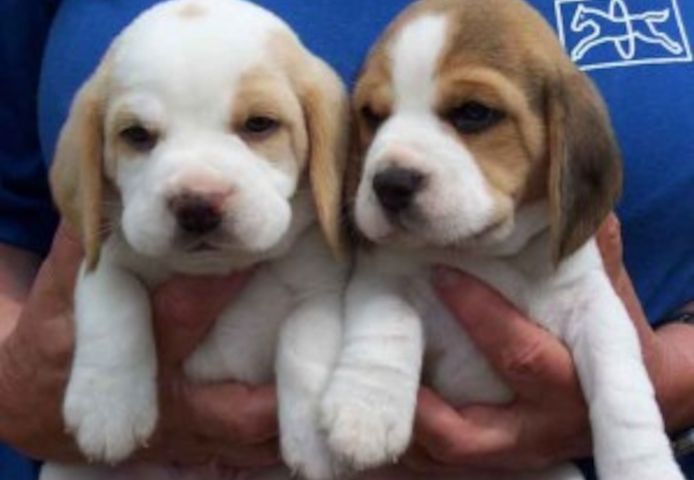 Beagle-Welpen