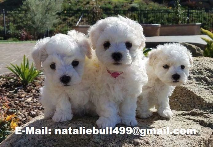 Bichon Frise-W m