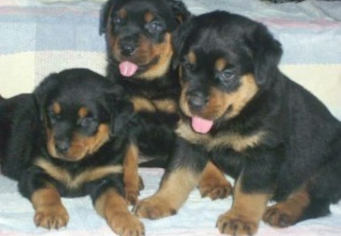 Süßer Rottweiler-Rüde