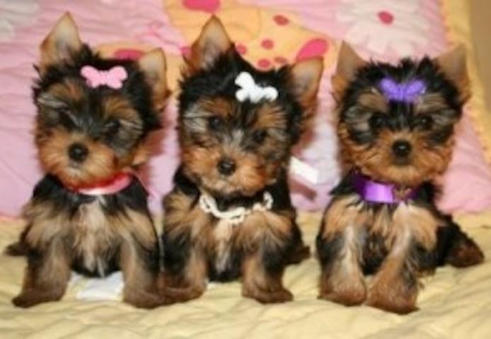 Zwei Yorkshire Terrier Rüden und eine Hündin