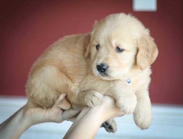 Intelligente Golden Retriever-Welpen jetzt bereit