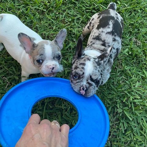 Französische Bulldoggen Welpen suchen ihr Für-immer-Zuhause!