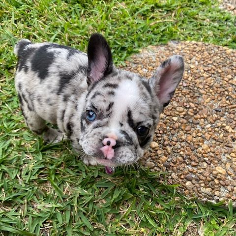Französische Bulldoggen Welpen, suchen ab Anfang April nach der ,,Besten\" Familie