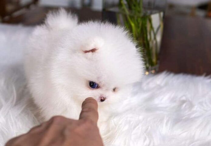 Pomeranian-Welpen jetzt zu verkaufen