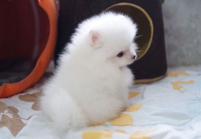 Pomeranian-Welpen jetzt zu verkaufen