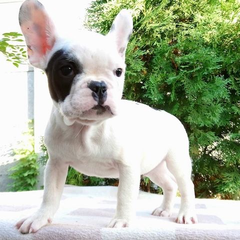 Französische bulldogge-welpen- Abholbereit