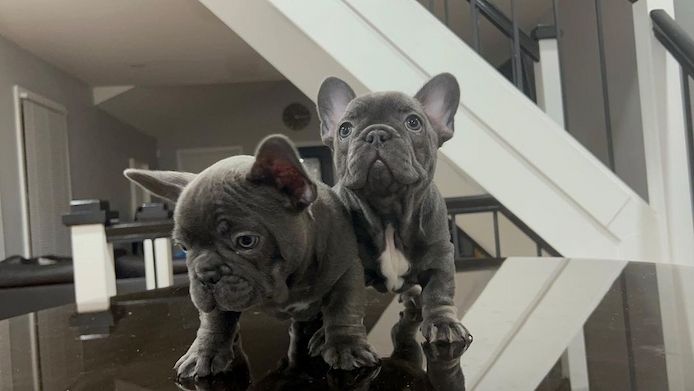 Französische bulldogge-welpen- Abholbereit
