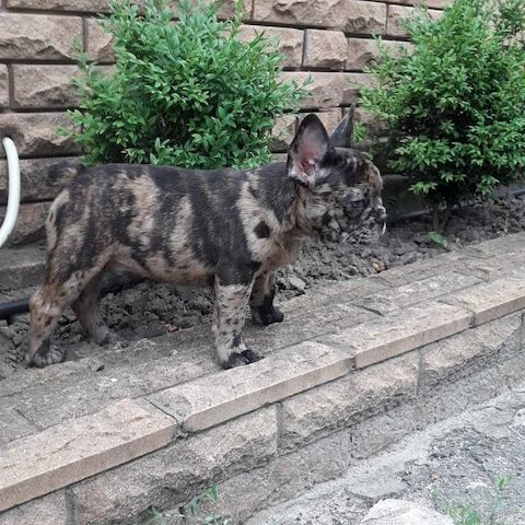 Französische bulldogge-welpen- Abholbereit