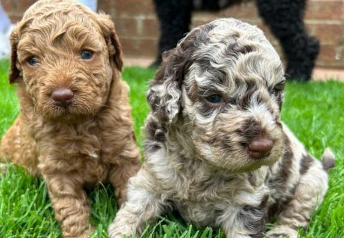 Liebevolle Labradoodle-Welpen zu verkaufen