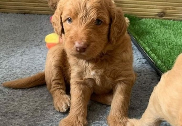 Liebevolle Labradoodle-Welpen zu verkaufen