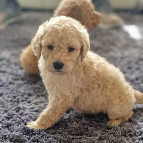 Goldendoodle-Welpen zu verkaufen