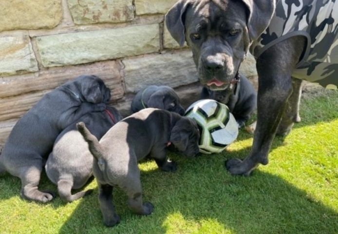 Cane Corso Welpen zu verkaufen