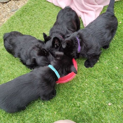 Wunderschöne Scottish Terrier Welpen zu verkaufen