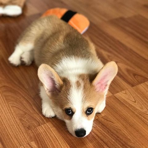Registrierte Corgi-Welpen zu verkaufen