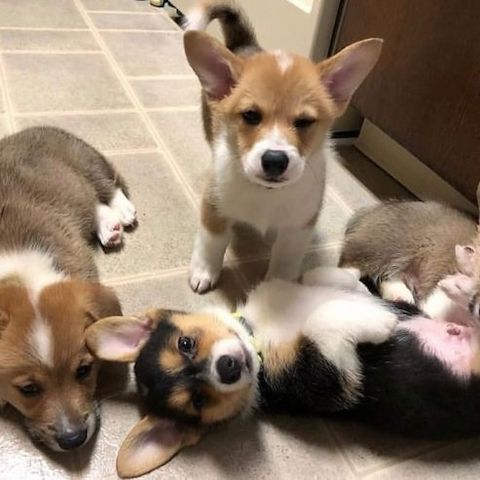 Registrierte Corgi-Welpen zu verkaufen