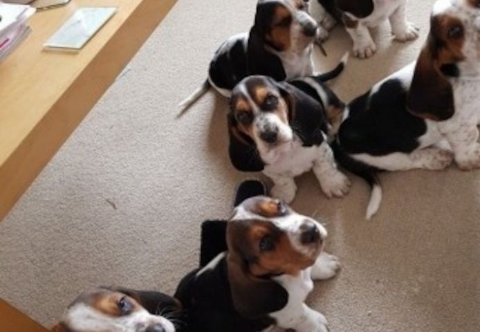 Hochwertige reinrassige Basset Hound Welpen zu verkaufen