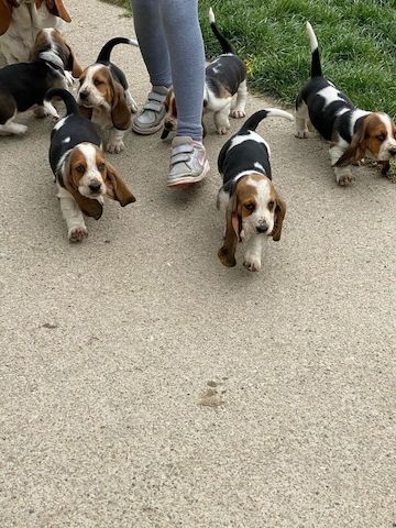 Hochwertige reinrassige Basset Hound Welpen zu verkaufen