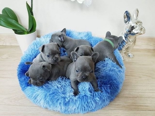 Süße Französische Bulldoggenwelpen zu verkaufen