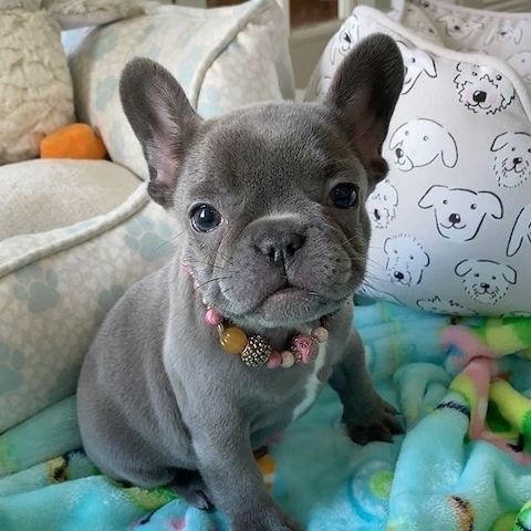 Süße Französische Bulldoggenwelpen zu verkaufen