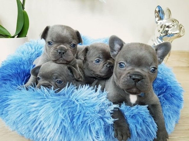 Süße Französische Bulldoggenwelpen zu verkaufen
