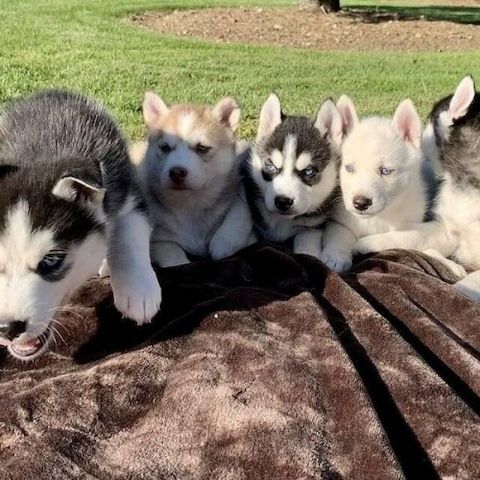 Reinrassige Siberian Husky Welpen zu verkaufen