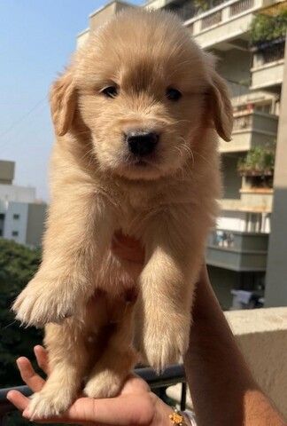 Golden Retriever Welpen zur Annahme