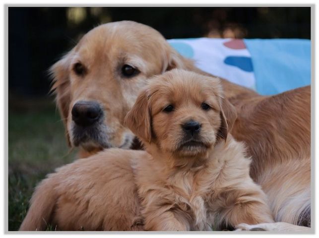 Golden Retriever Welpen vom Berlin