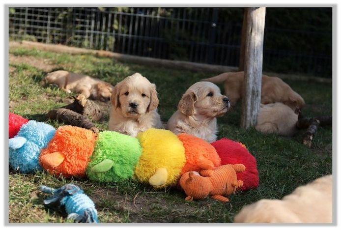 Golden Retriever Welpen vom Berlin