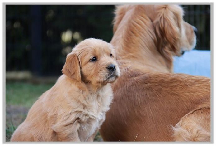 Golden Retriever Welpen vom Berlin